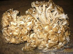 Запеканка из цветной капусты и грибов: Вот у меня  гриб «баранья голова» весом 1,5 кг.